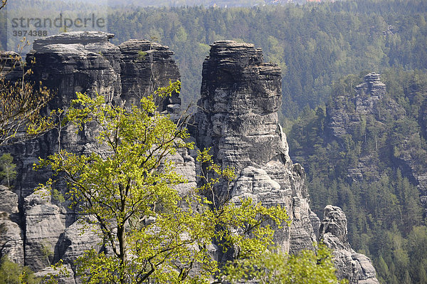 Felsformationen der Bastei  Sächsische Schweiz  Elbsandsteingebirge  Freistaat Sachsen  Deutschland  Europa