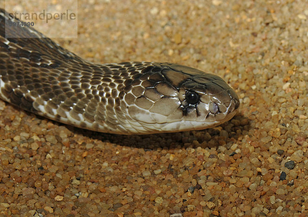 Brillenschlange  Kobra (Naja naja naja)