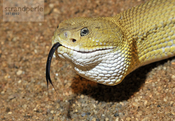 Basilisken-Klapperschlange (Crotalus basiliscus)  züngelnd  West-Mexiko