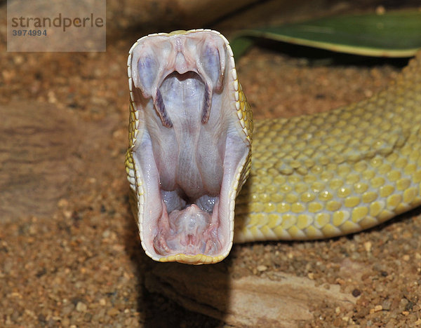 Basilisken-Klapperschlange (Crotalus basiliscus)  Maul geöffnet  West-Mexiko