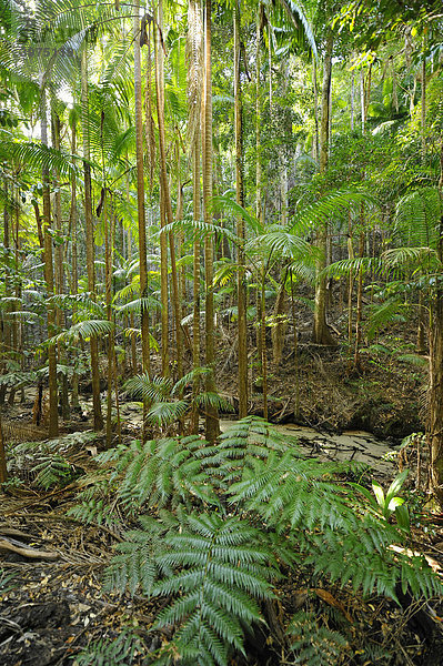 Baumfarne (Cyatheales)  gemäßigter Regenwald  UNESCO Weltnaturerbe Fraser Island  Great Sandy National Park  Queensland  Australien