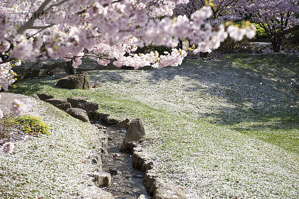 Kirschblüte im japanischen Garten  Gärten der Welt im Erholungspark Marzahn  Berlin  Deutschland  Europa
