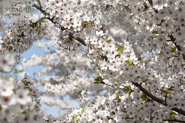 Kirschblüte  Gärten der Welt im Erholungspark Marzahn  Berlin  Deutschland  Europa