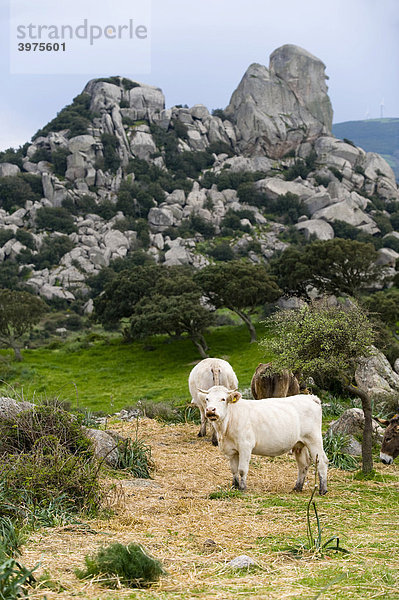 Rinder vor Felsen  Landschaft  Aggius  Sardinien  Italien  Europa