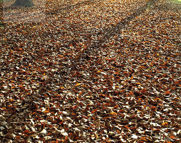 Herbstlaub  Laubwald  Laubstreu  Buche
