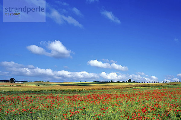 Klatschmohn (Papaver rhoeas)  Getreidefeld im Sommer  blauer Himmel  Wolken  nordhessische Landschaft  Hessen  Deutschland