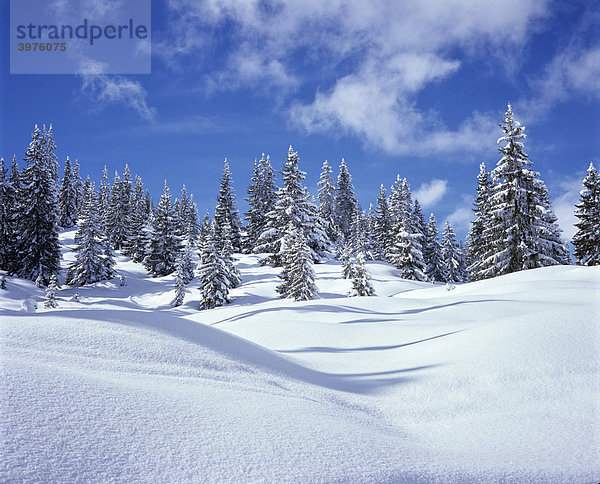 Tannen  Wald  verschneite Winterlandschaft  Neuschnee