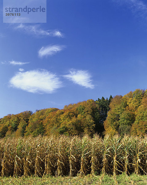Mais (Zea mays)  Maisfeld  Herbst  blauer Himmel  Föhnwolken