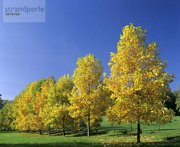 Junge Ahornbäume  Ahorn (Acer) im Herbst  Herbstlaub  Färbung  Deutschland  Europa
