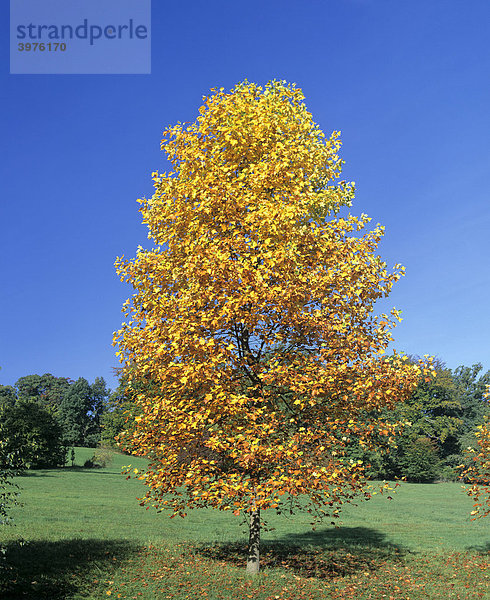 Junger Ahornbaum  Ahorn (Acer) im Herbst  Herbstlaub  Färbung  Deutschland  Europa