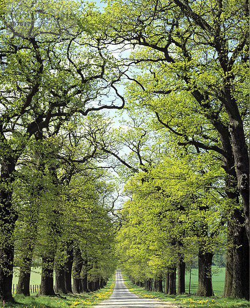 Eichenallee im Frühling  Eiche (Quercus)  Deutschland  Europa