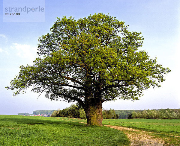 Eiche (Quercus)  im Frühling  Deutschland  Europa