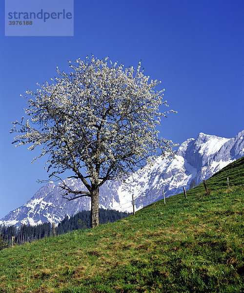 Blühender Kirschbaum  Kirsche (Cerasus)  Hochkönig  Berchtesgadener Alpen  Salzburger Land  Österreich  Europa