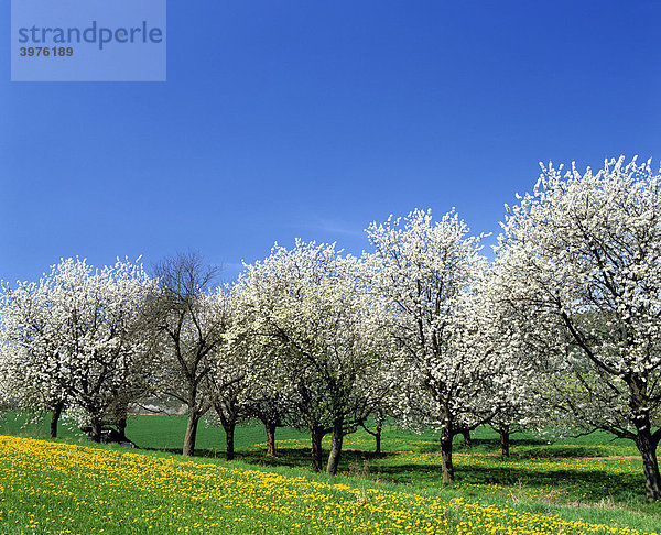 Blühende Kirschbäume  Kirsche (Cerasus)  Frühling  Blumenwiese  Deutschland  Europa