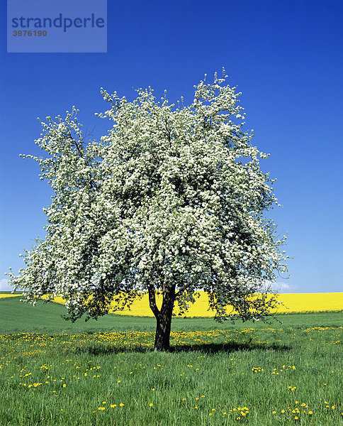 Blühender Birnbaum  Birne (Pyrus) vor einem Rapsfeld  Frühling  Deutschland  Europa