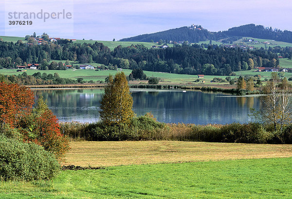 Riegsee bei Murnau  Spätsommer  Oberbayern  Bayern  Deutschland  Europa