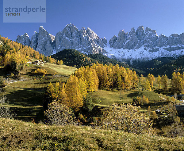 St. Magdalena  Geislergruppe  Lärchen  Herbst  Villnösser Tal  Südtirol  Italien  Europa