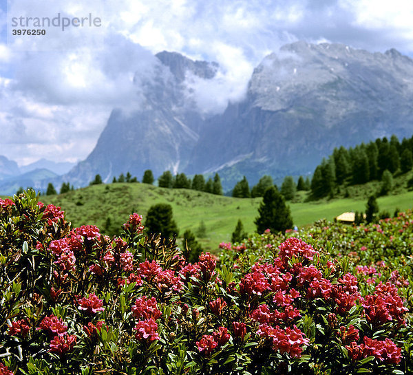 Alpenrosen (Rhododendron ferrugineum)  vor Langkofel und Plattkofel  Dolomiten  Südtirol  Italien  Europa