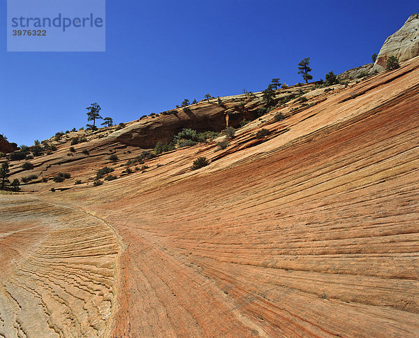 Sandsteinstruktur  Zion Nationalpark  Utah  USA