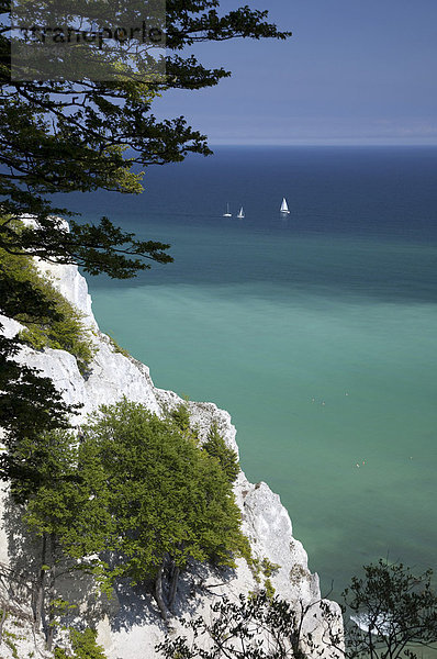 Kreidefelsen M¯ns Klint  Insel M¯n  Dänemark  Europa