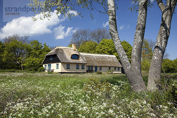 Malerisches Reetdachhaus auf der Insel Moen  M¯n  Dänemark  Skandinavien  Europa