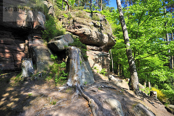 Saufelsen  Rodalben  Naturpark Pfälzerwald  Pfalz  Rheinland-Pfalz  Deutschland  Europa