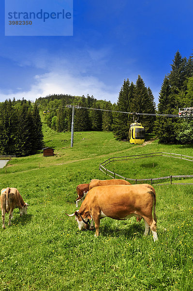 Viehweide  Kühe mit Belchenseilbahn  Belchen  Schwarzwald  Baden-Württemberg  Deutschland  Europa