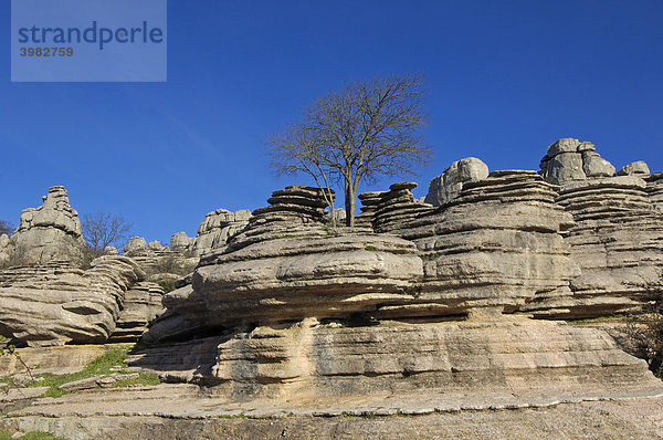 Erosion an Jura-Kalkstein  Torcal de Antequera Naturschutzgebiet  Provinz Malaga  Andalusien  Spanien  Europa