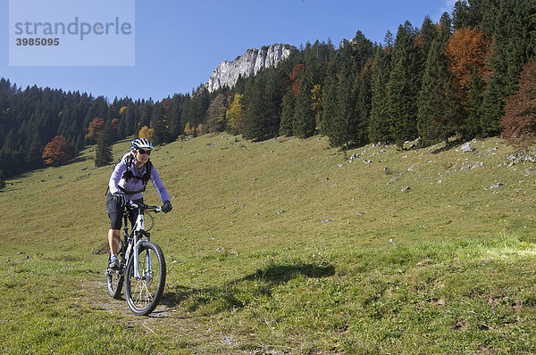 Mountainbike-Fahrerin im Herbst am Heuberg bei Nußdorf am Inn  Bayern  Deutschland
