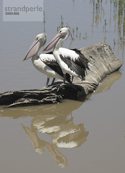 Zwei Pelikane sitzen auf einem Baumstamm im Wasser  Lake Guthridge  River and Heritage Trail  Gippsland  Victoria  Australien