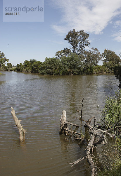 Latrobe River  links  und Thomson River  rechts  fließen hier zusammen  Sale  Gippsland  Victoria  Australien