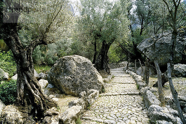 Bequemer Wanderweg durch einen Ölhain  mit Natursteinen gepflastert  Fornalutx  Serra de Tramuntana  Mallorca  Balearen  Spanien  Europa