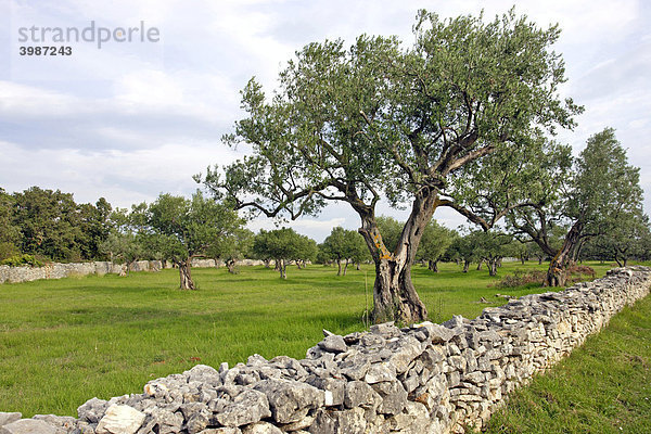 Olivenbäume in einem Hain  Istrien  Kroatien
