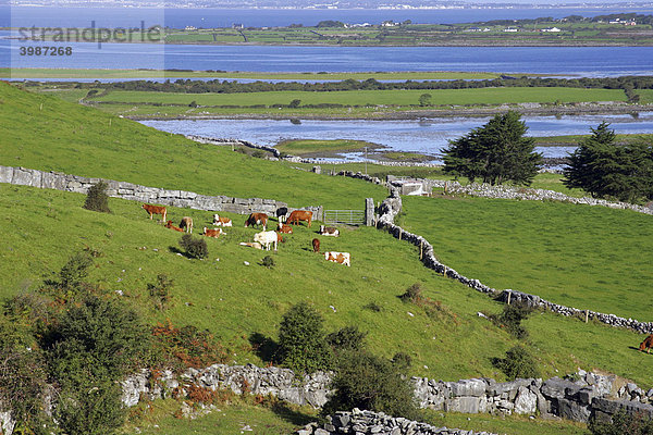 Landwirtschaftliche Landschaft bei Kinvara  Clare  Irland