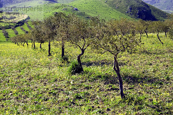 Olivenbaum-hain  Landwirtschaft  Provinz Agrigento  Sizilien  Italien