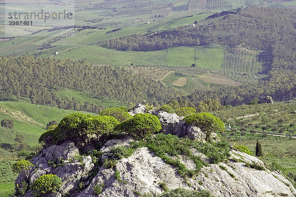 Berglandschaft  grüne Felder  Bauernhöfe  Landwirtschaft  Provinz Agrigento  Sizilien  Italien