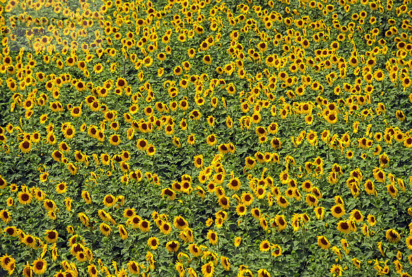 Sonnenblumenfeld  Toskana  Italien  Europa