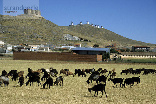 Ziegenherde vor Don Quijote-Windmühlen  Consuegra  Castilla-La Mancha  Spanien  Europa