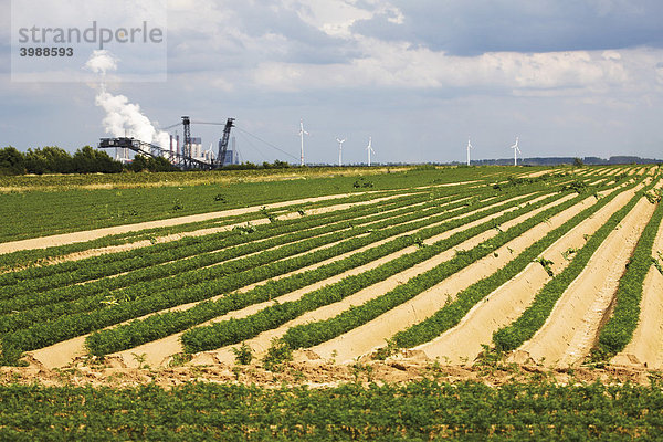Möhrenfeld  Karottenanbau neben dem Braunkohletagebau Garzweiler 2  Nordrhein-Westfalen  Deutschland  Europa