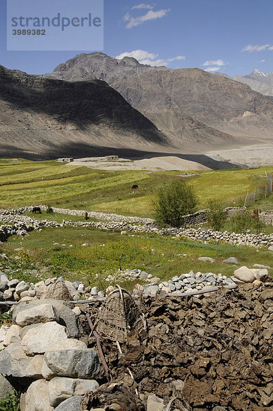 Trocknen von Dung als Heizmaterial in baumloser Hochebene auf 4000m ü NN  Khalsar  Kardung-Pass  Ladakh  Indien  Asien