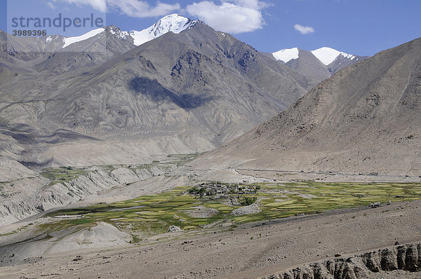 Siedlung  Gebirgsoase  in ca. 4000müNN am Khardongla Pass  Ladakh  Indien  Himalaja