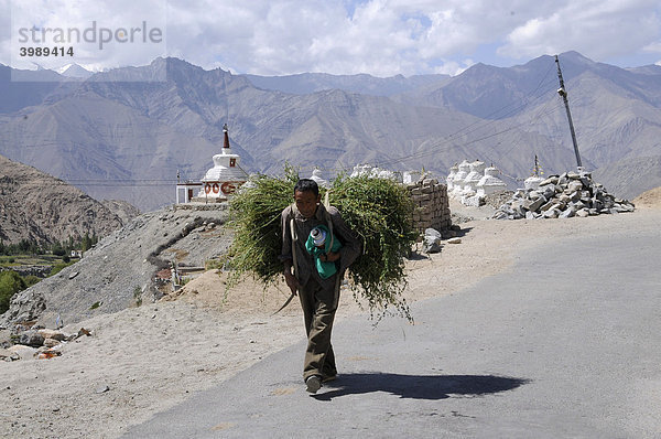 Bauer trägt Viehfutter als Wintervorrat ins Dorf am Kloster Phiyang  Ladakh  Indien  Himalaja