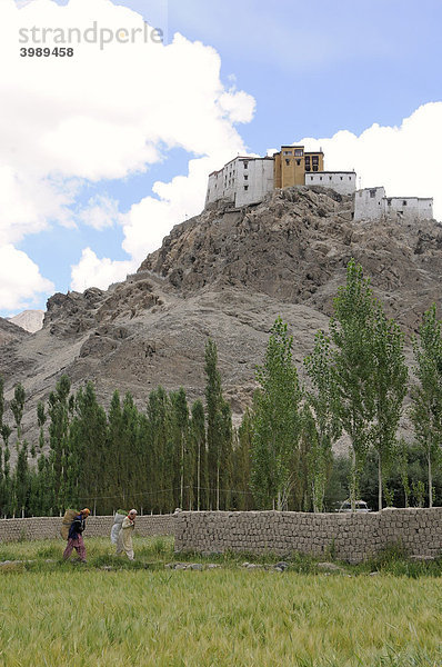 Klosteranlage hinter einem Gerstenfeld und Frauen die Viehfutter nach Hause tragen  Traktok  Ladakh  Jammu und Kashmir  Indien  Himalaja  Asien