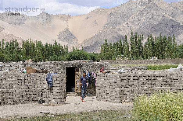 Behausung in einer Ziegelei  die luftgetrockneten Lehmziegel herstellt und auf den Bergen hoch gewehte Sanddünen  Traktok  Ladakh  Indien  Himalaja  Asien