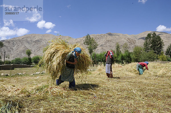 Ladakhifrau trägt die Ernte zum Bauernhof in der Nähe vom Kloster Traktok  Ladakh  Indien  Himalaja  Asien