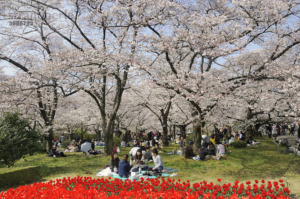 Berühmte Kirschblüte  Kirschblütenfest  im botanischen Garten in Kyoto  Japan  Asien