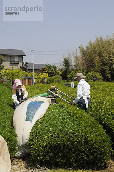 Maschinelle Teeernte  Schneidemaschine mit Gebläse und Auffangsack  Sagara  Präfektur Shizuoka  Japan Asien