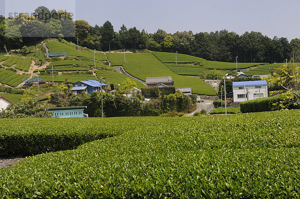 Teeplantagen  Teegärten  mit traditionellen Bauernhäusern  Sagara  Shizuoka Präfektur  Japan  Asien