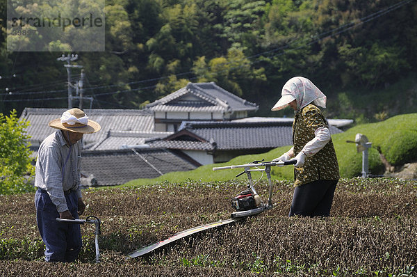 Teebauern beschneiden die Sträucher wieder auf normale Arbeitshöhe  Sagara  Shizuoka Präfektur  Japan  Asien