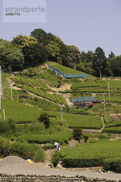 Teegärten  Teeanbaugebiet  Sagara  Shizuoka Präfektur  Japan  Asien